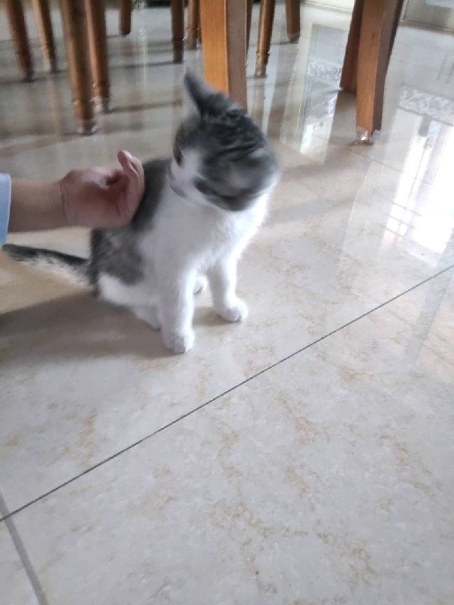 猫图片|宠物猫|猫咪|