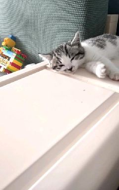 猫图片|宠物猫|猫咪|