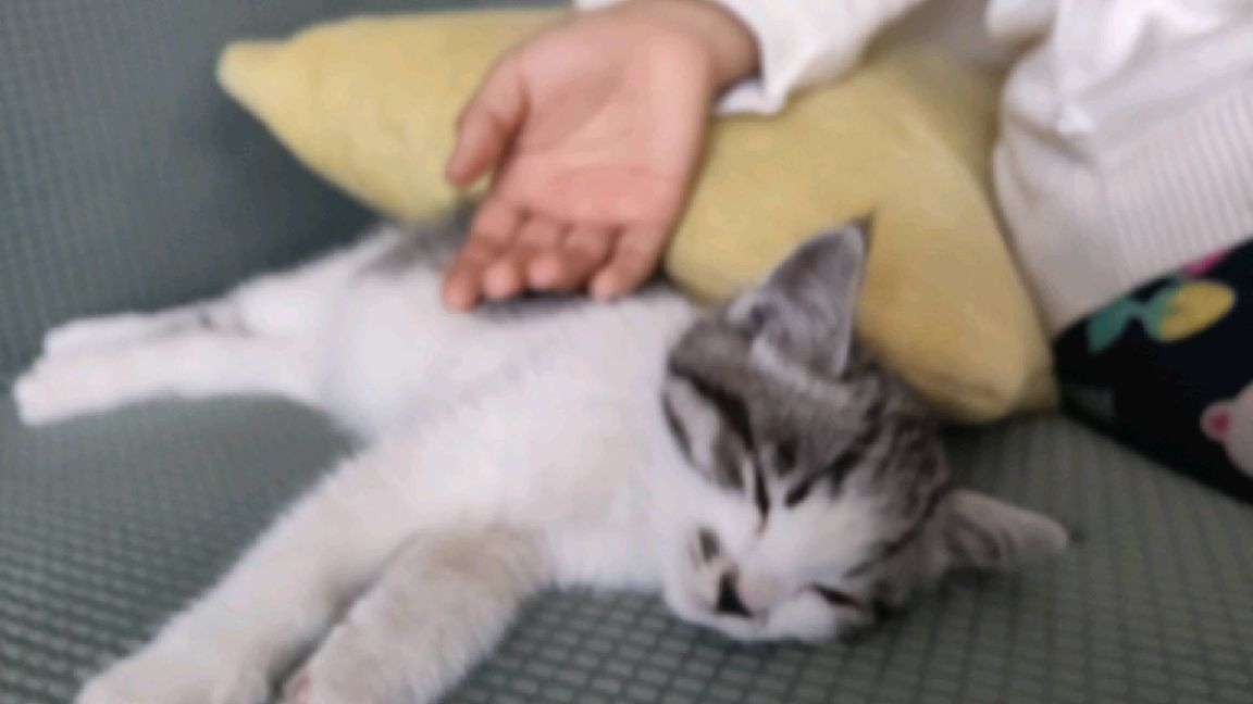 猫图片|宠物猫|猫咪|