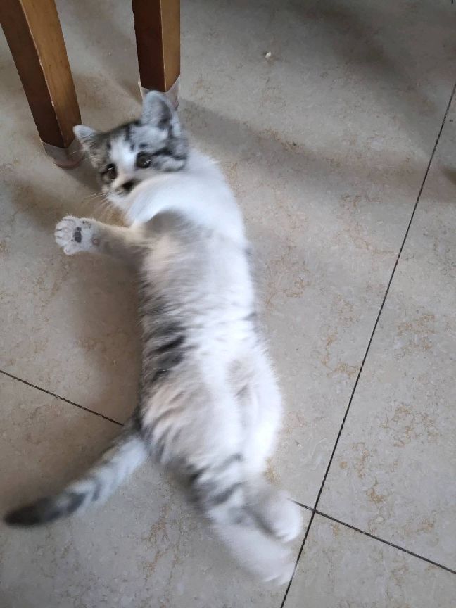 猫图片|宠物猫|猫咪|