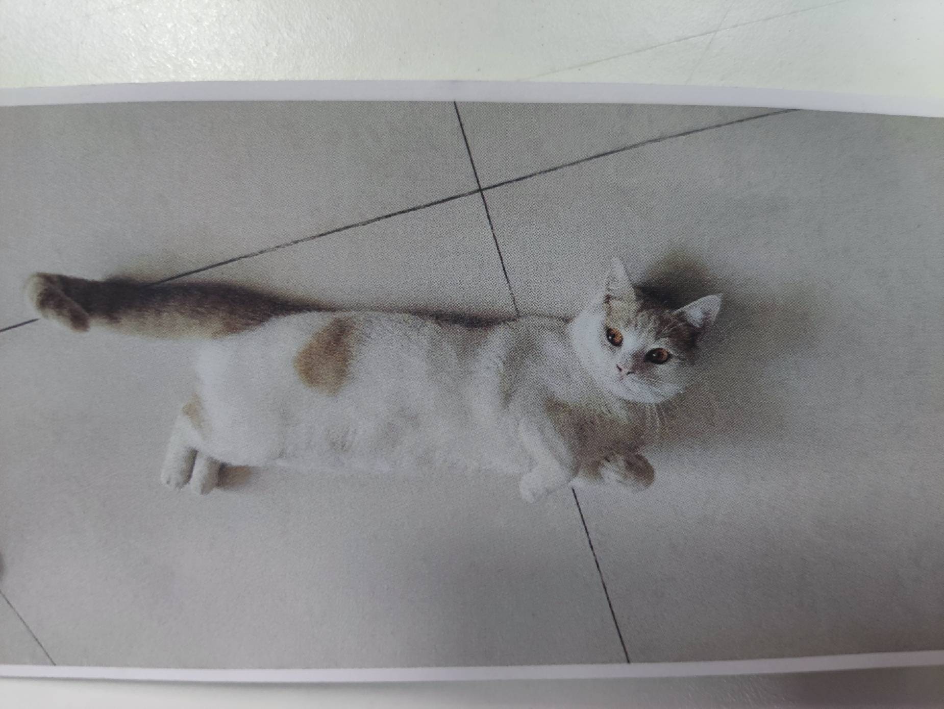 猫图片|宠物猫|猫咪|