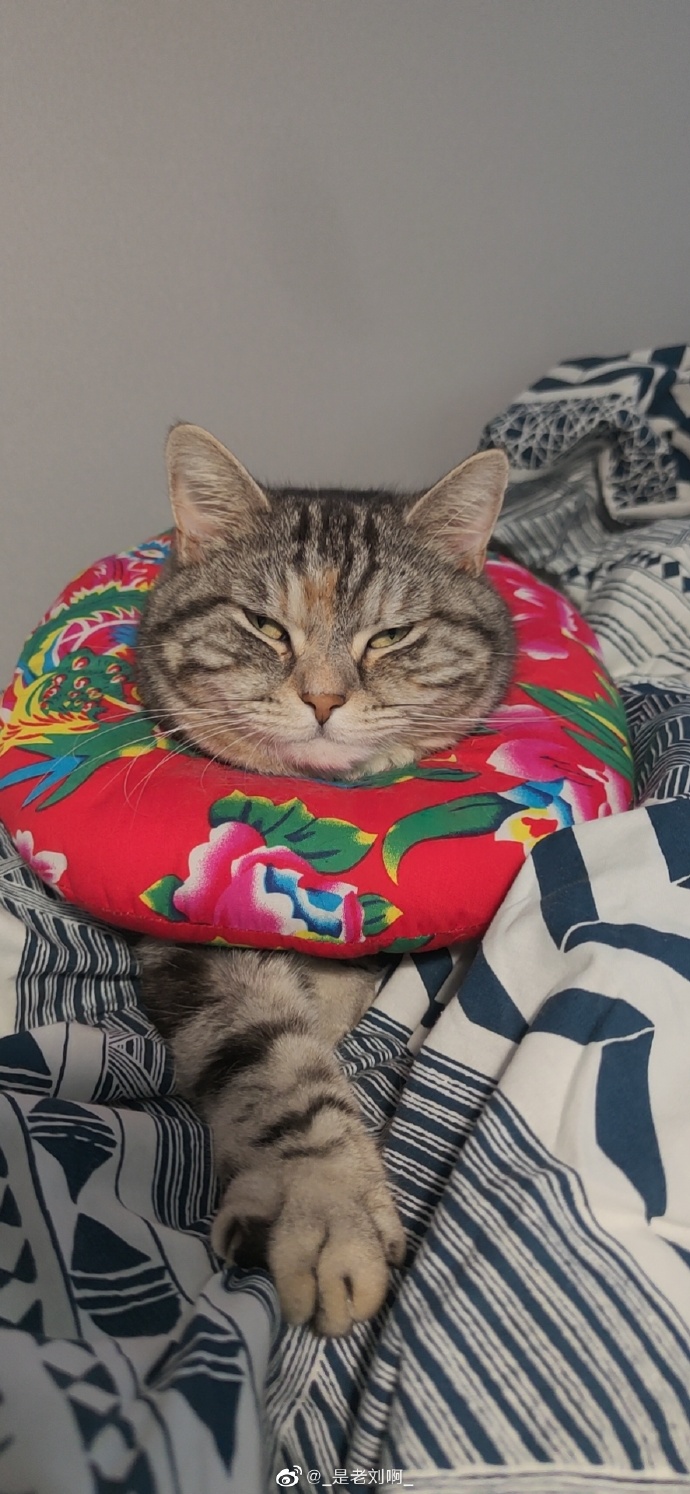 猫图片|宠物猫|猫咪|