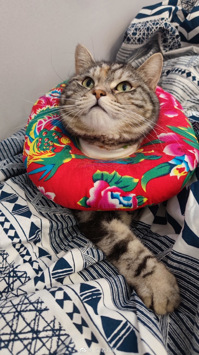 猫图片|宠物猫|猫咪|