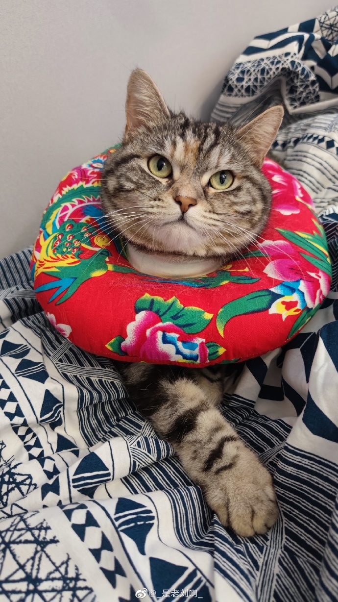 猫图片|宠物猫|猫咪|