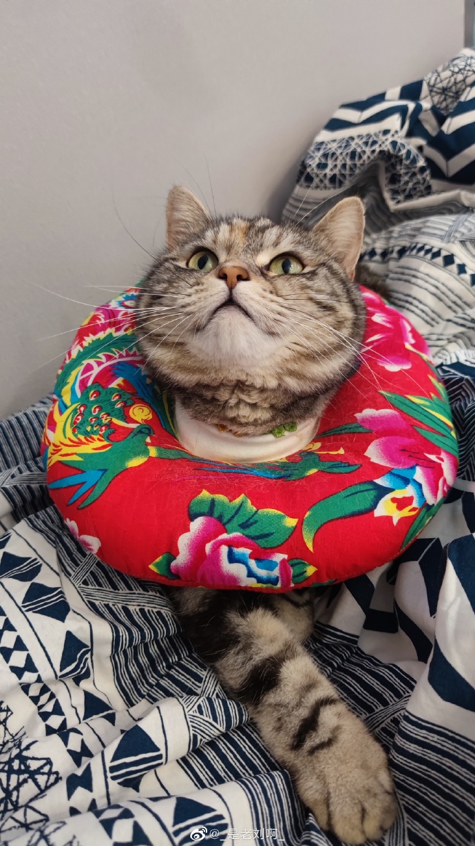 猫图片|宠物猫|猫咪|