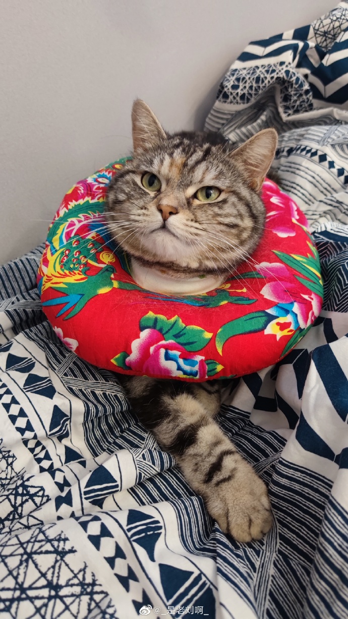 猫图片|宠物猫|猫咪|