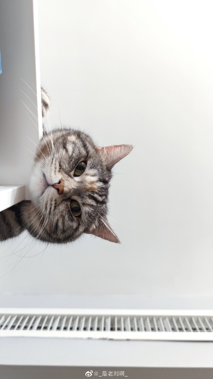 猫图片|宠物猫|猫咪|