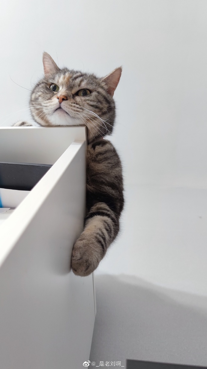 猫图片|宠物猫|猫咪|