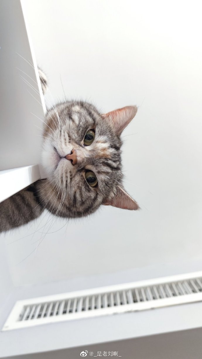 猫图片|宠物猫|猫咪|