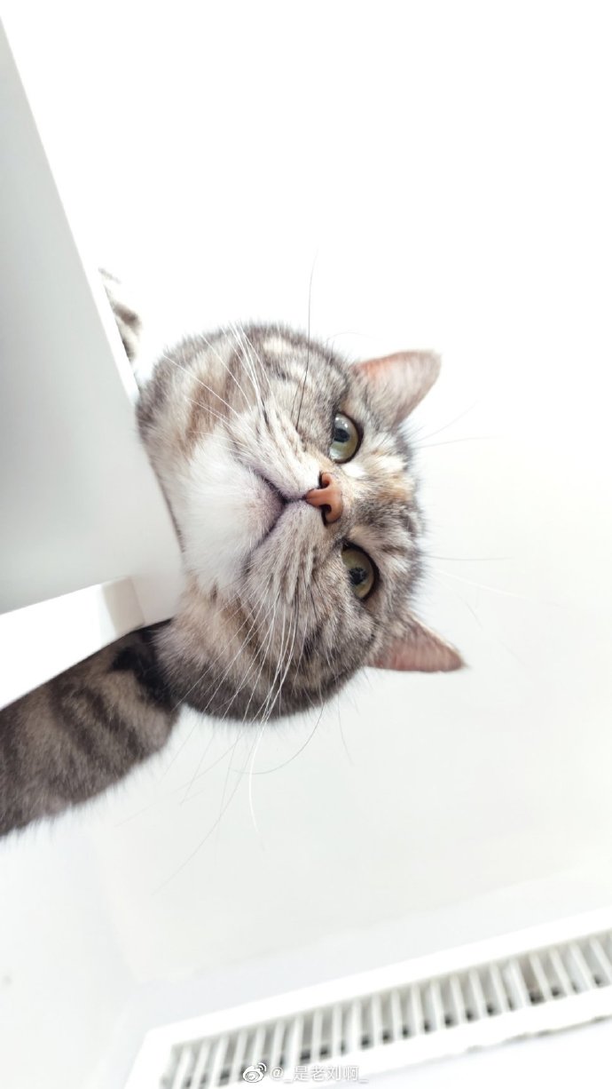 猫图片|宠物猫|猫咪|