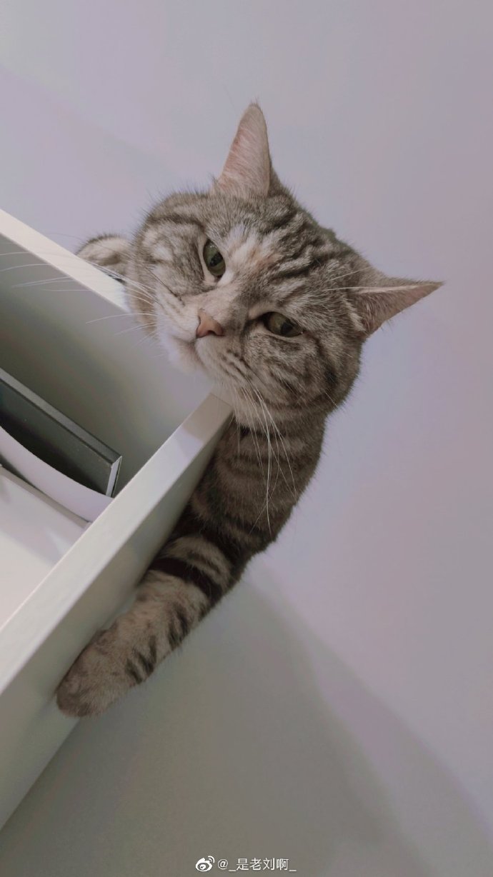 猫图片|宠物猫|猫咪|