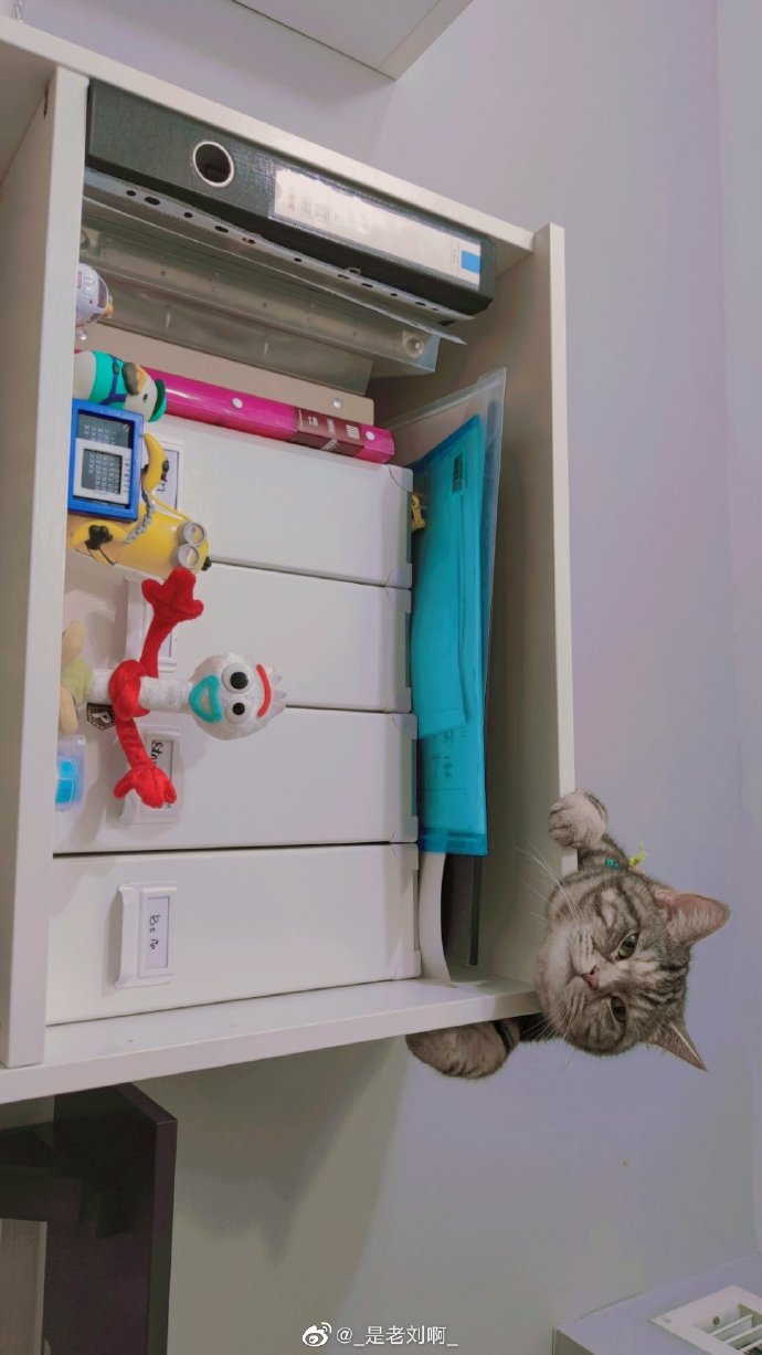 猫图片|宠物猫|猫咪|