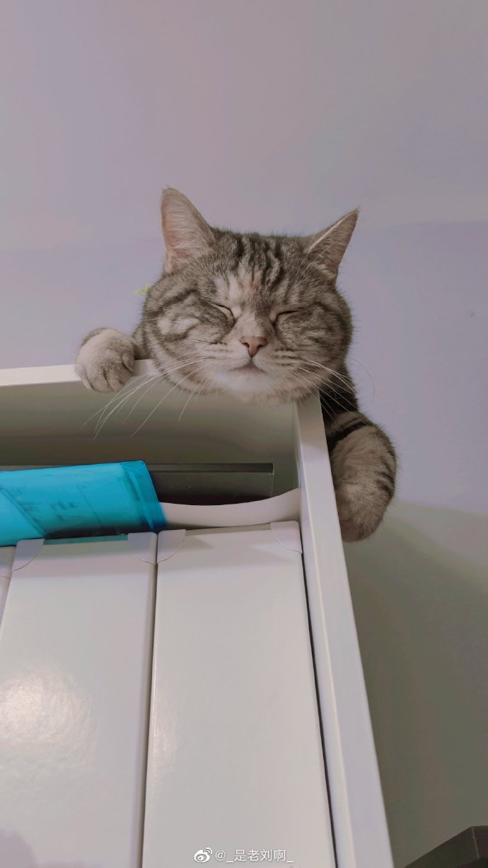 猫图片|宠物猫|猫咪|