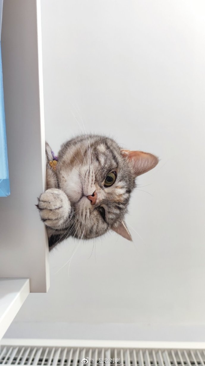 猫图片|宠物猫|猫咪|