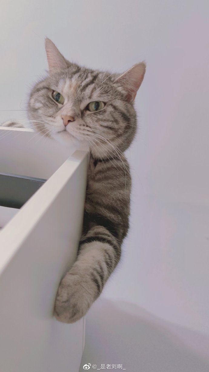 猫图片|宠物猫|猫咪|