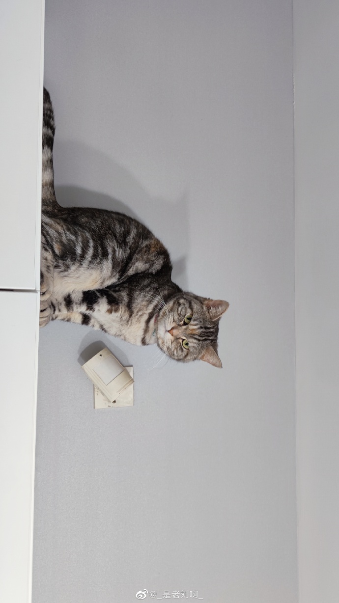 猫图片|宠物猫|猫咪|