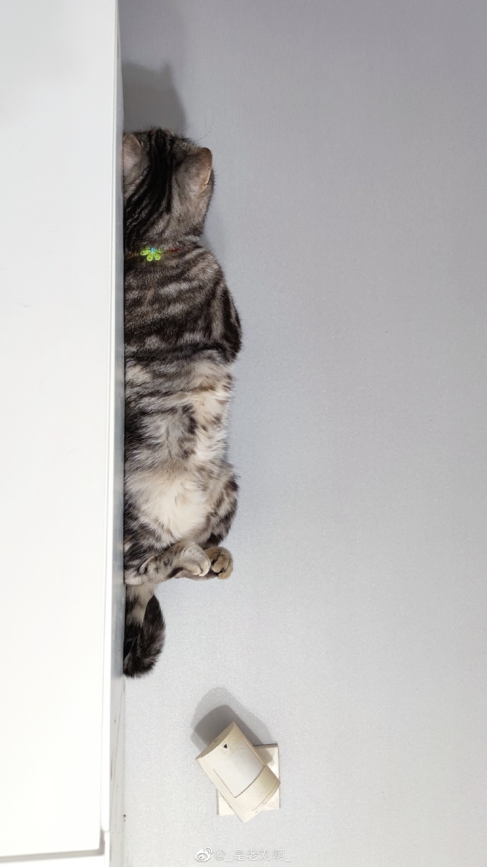 猫图片|宠物猫|猫咪|