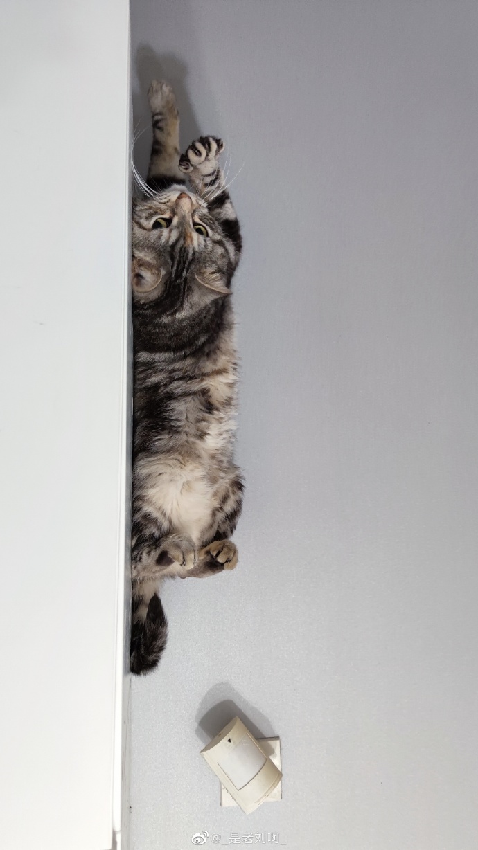 猫图片|宠物猫|猫咪|