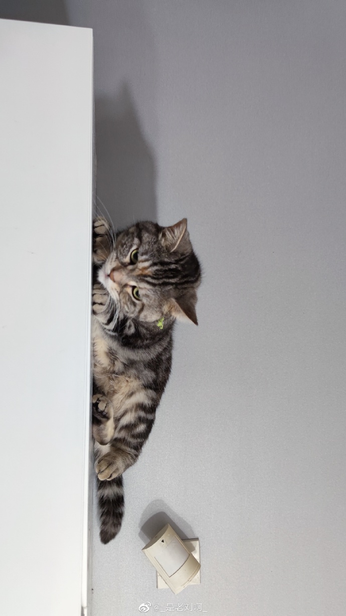 猫图片|宠物猫|猫咪|