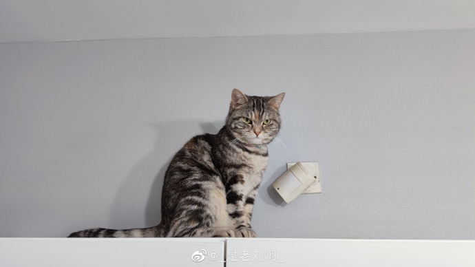 猫图片|宠物猫|猫咪|