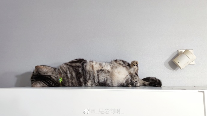 猫图片|宠物猫|猫咪|