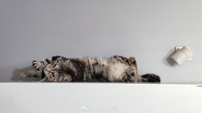 猫图片|宠物猫|猫咪|