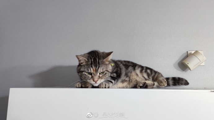 猫图片|宠物猫|猫咪|