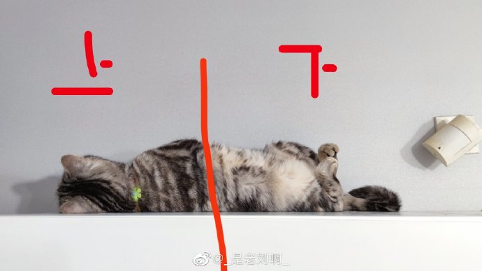 猫图片|宠物猫|猫咪|