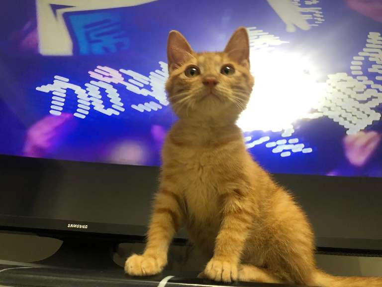 猫图片|宠物猫|猫咪|