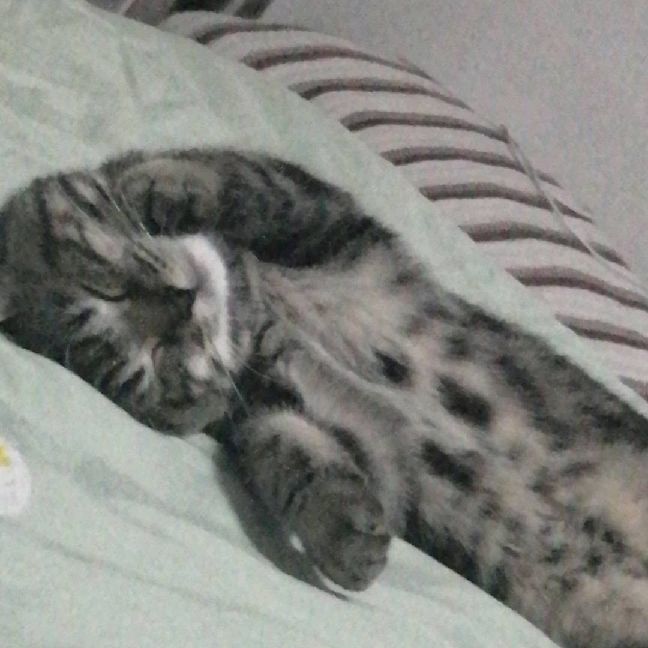 猫图片|宠物猫|猫咪|