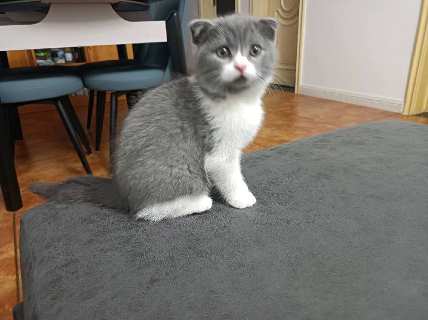 猫图片|宠物猫|猫咪|