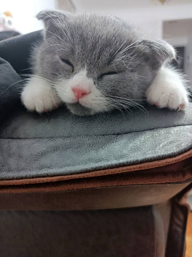 猫图片|宠物猫|猫咪|