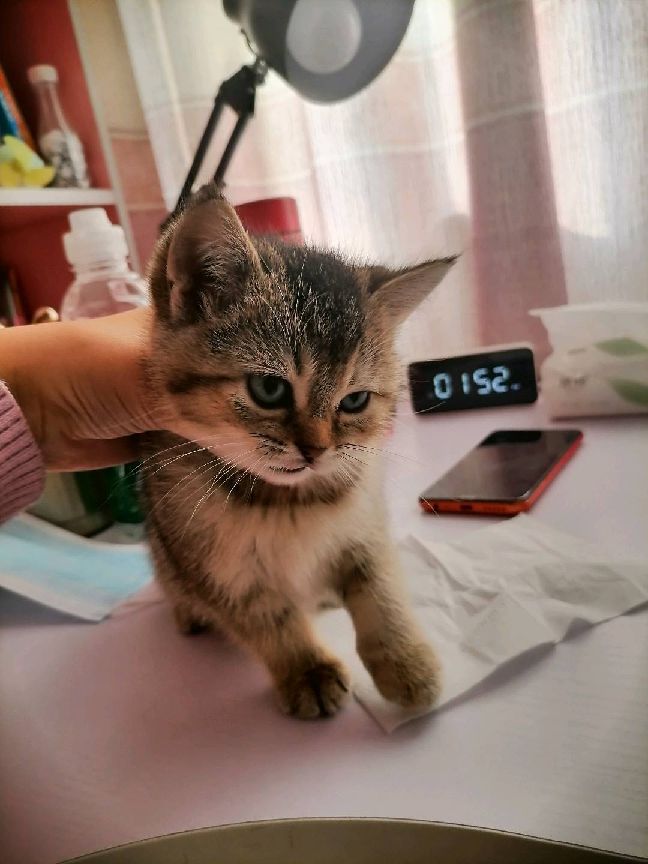 猫图片|宠物猫|猫咪|