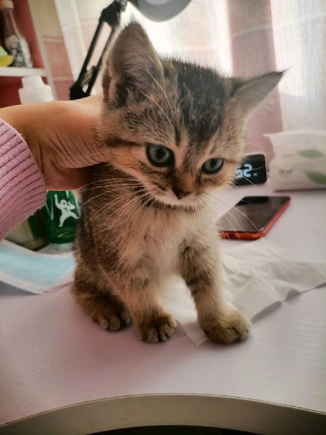 猫图片|宠物猫|猫咪|