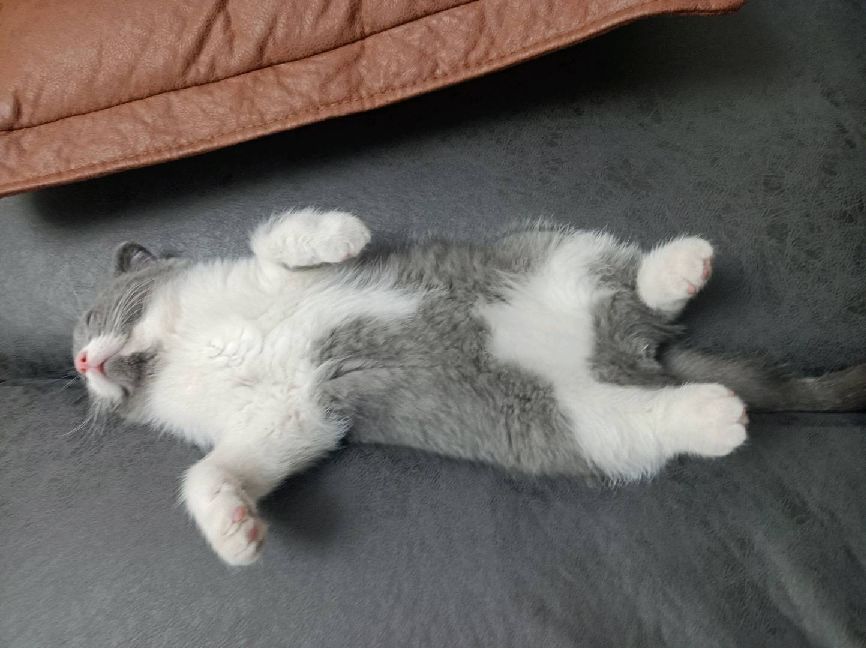 猫图片|宠物猫|猫咪|