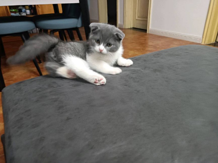 猫图片|宠物猫|猫咪|