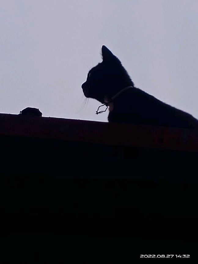 猫图片|宠物猫|猫咪|