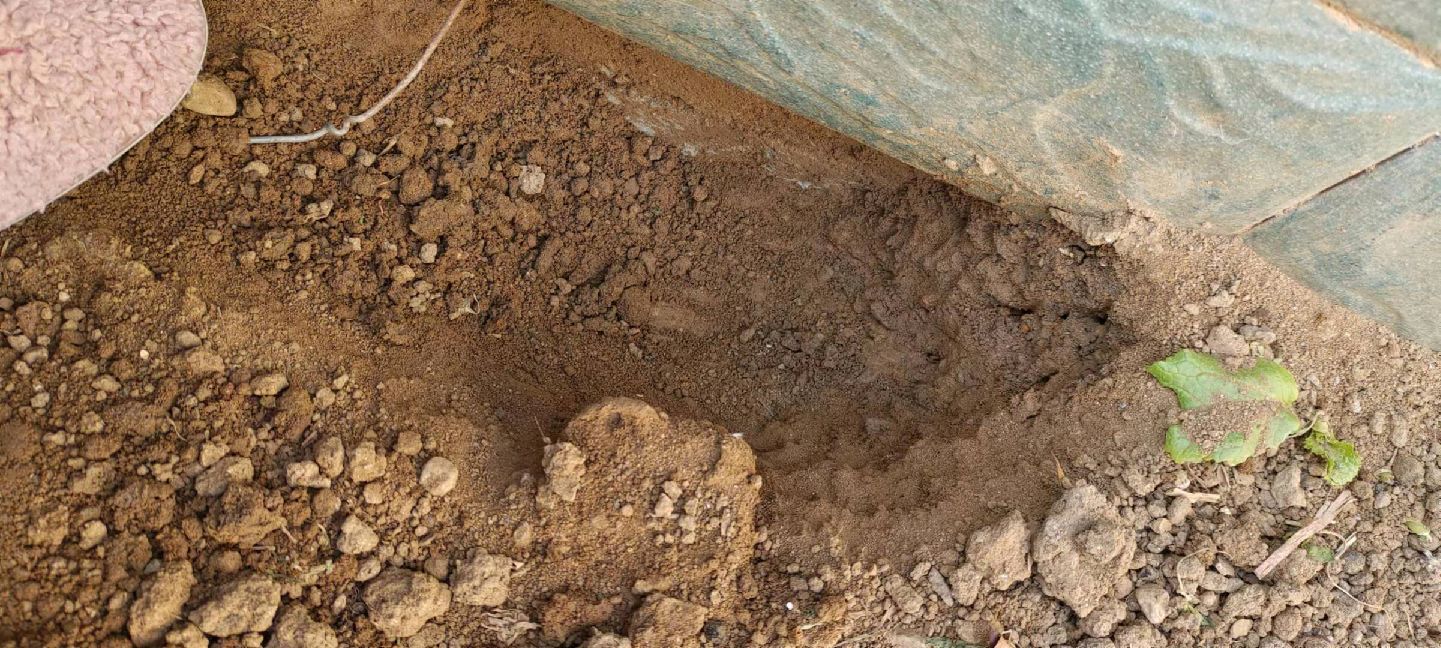 猫图片|宠物猫|猫咪|