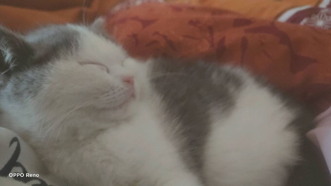 猫图片|宠物猫|猫咪|