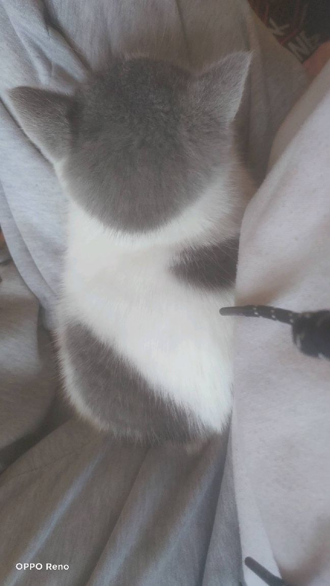 猫图片|宠物猫|猫咪|