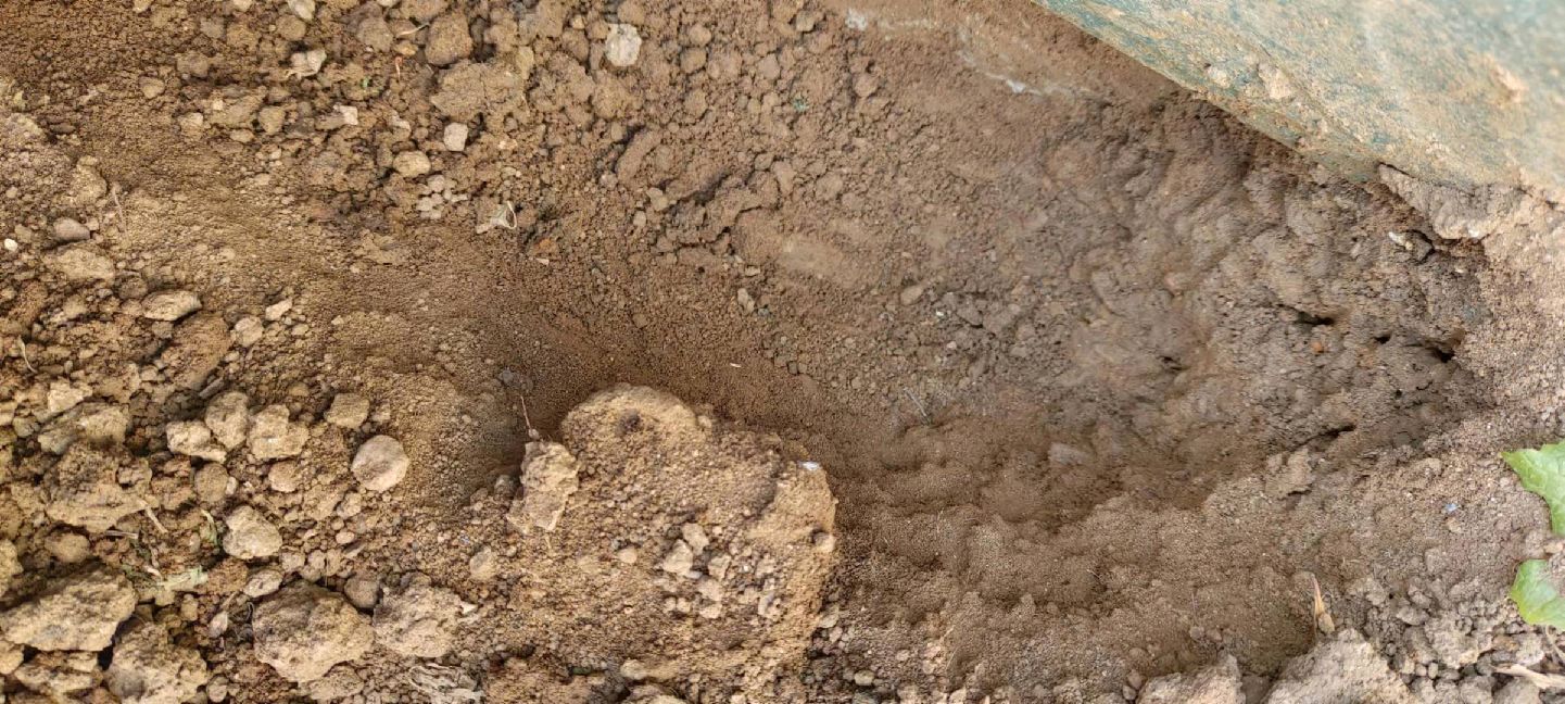 猫图片|宠物猫|猫咪|