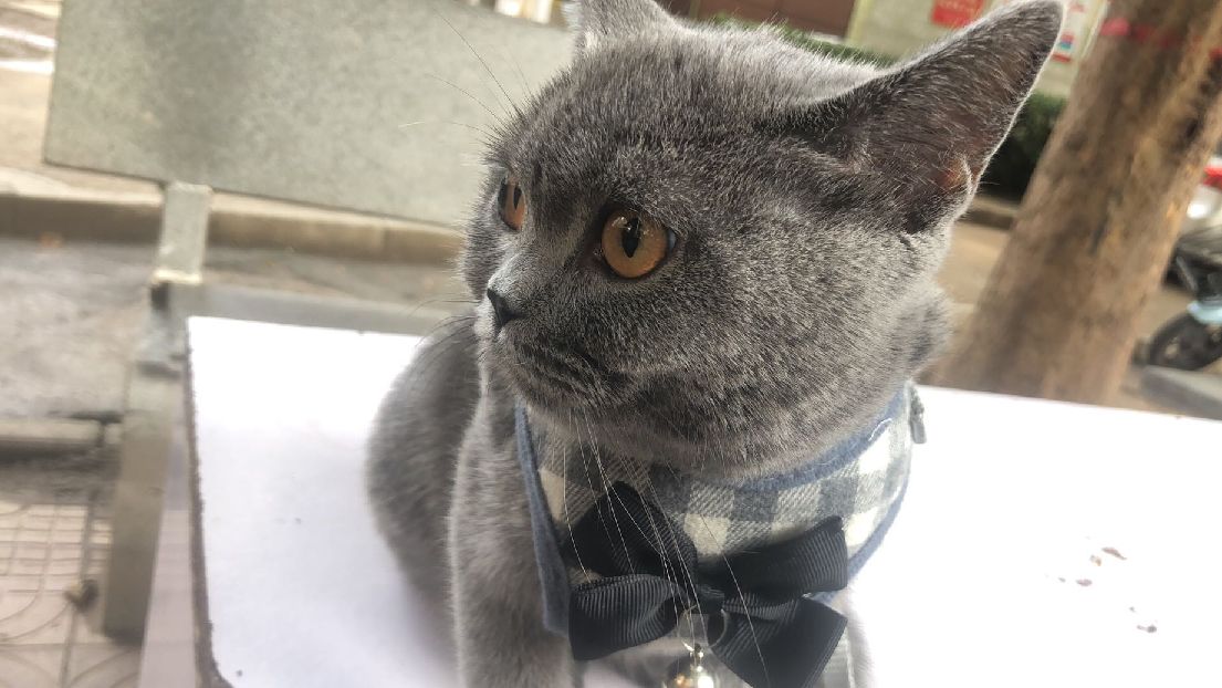 猫图片|宠物猫|猫咪|