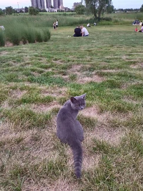 猫图片|宠物猫|猫咪|