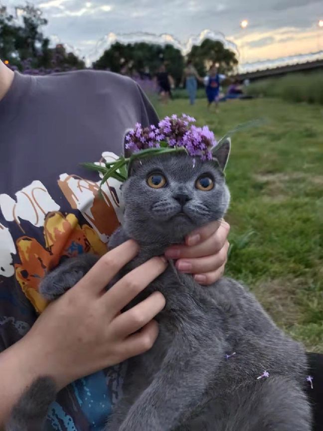 猫图片|宠物猫|猫咪|