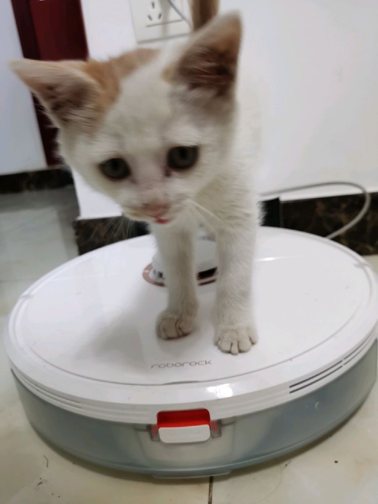 猫图片|宠物猫|猫咪|