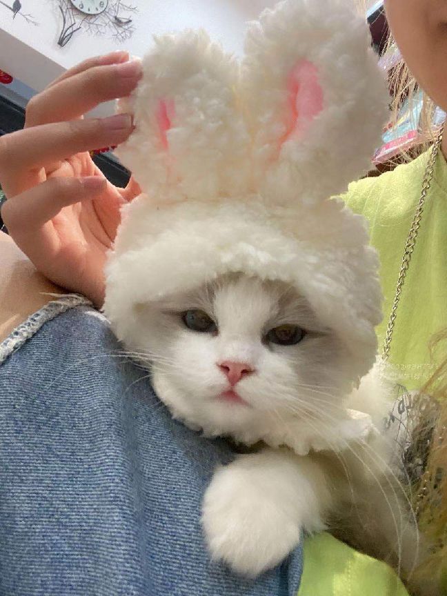 猫图片|宠物猫|猫咪|