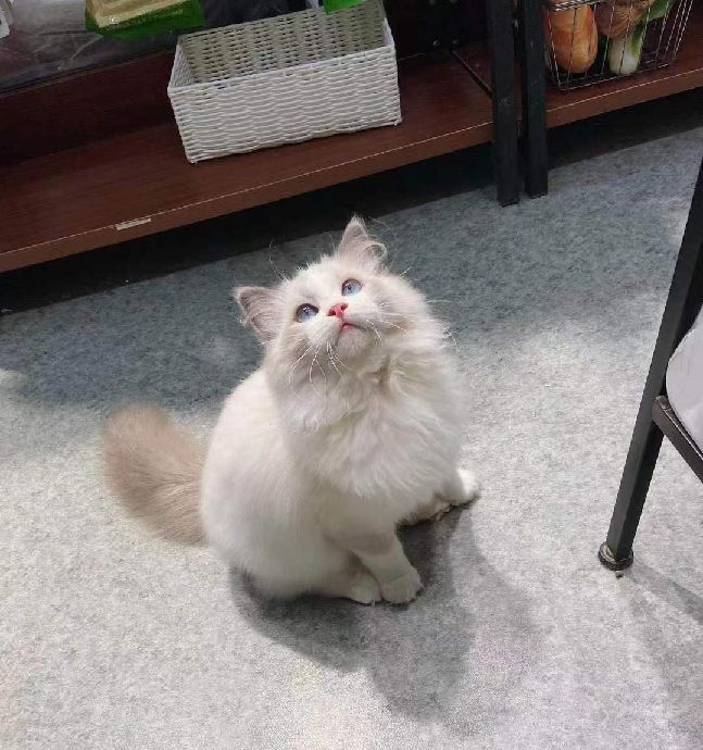 猫图片|宠物猫|猫咪|