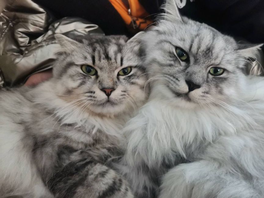 猫图片|宠物猫|猫咪|