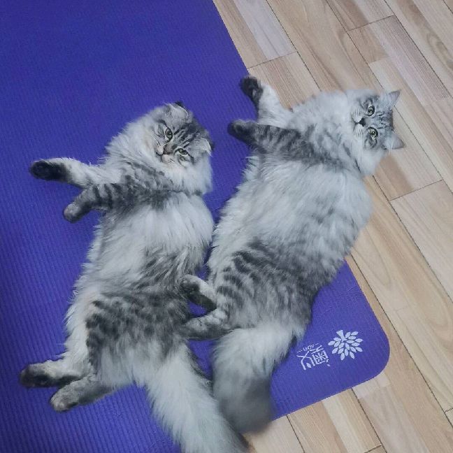 猫图片|宠物猫|猫咪|