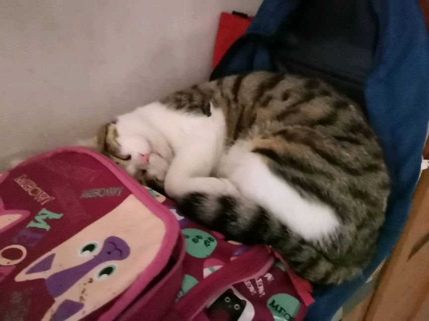 猫图片|宠物猫|猫咪|